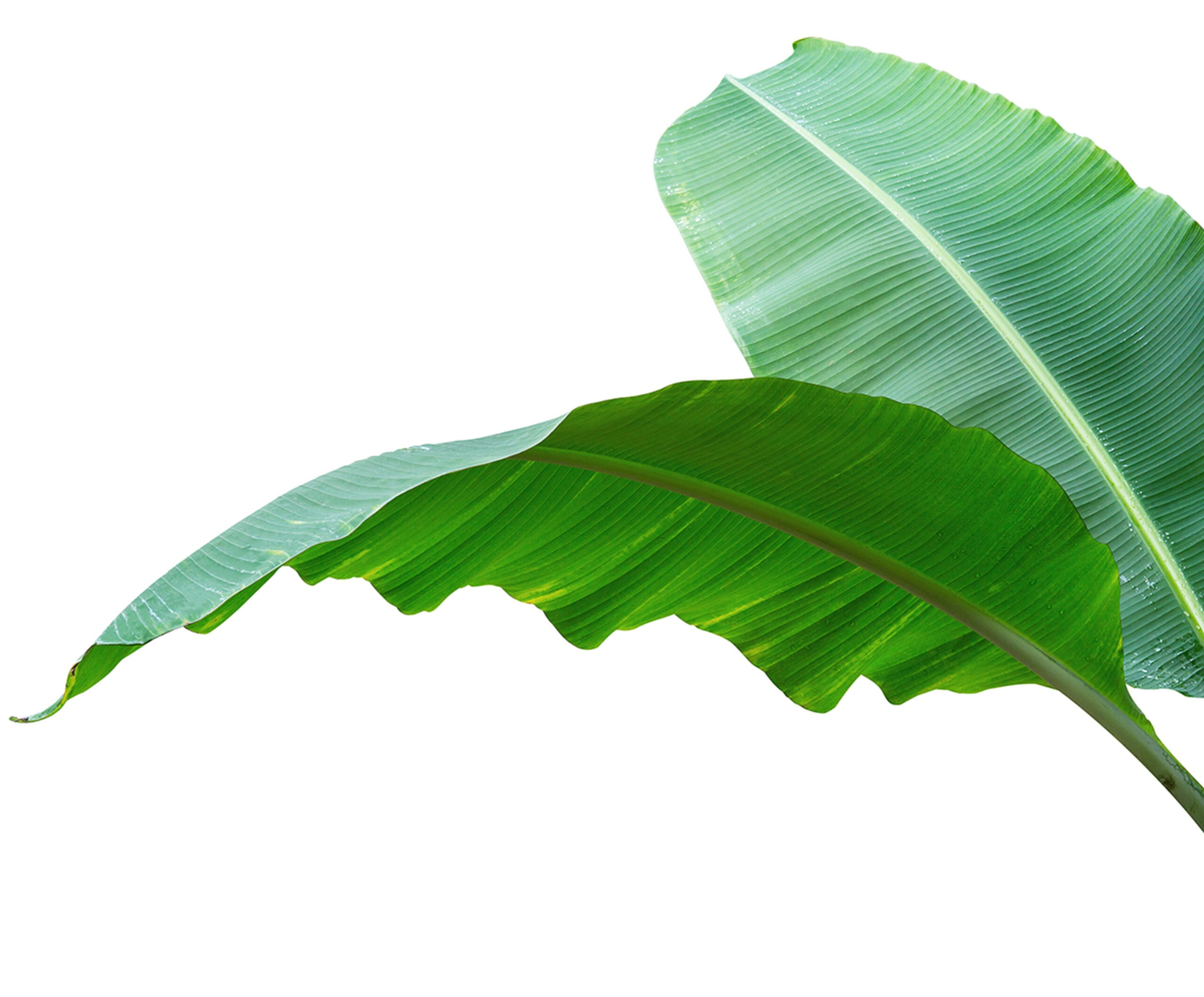 Holler Dog Boutique Banana Leaf