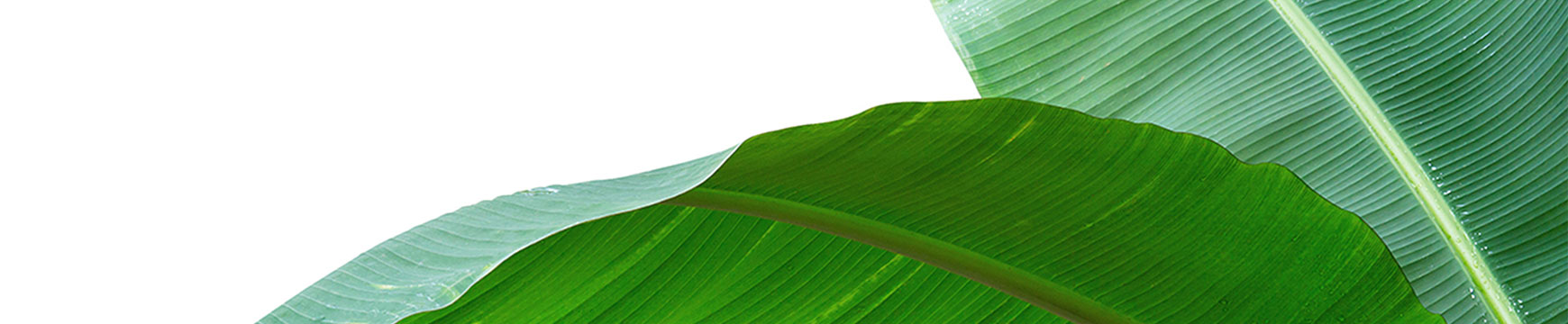 Dog Boutique Clothing Accessories Banana Leaf Asset