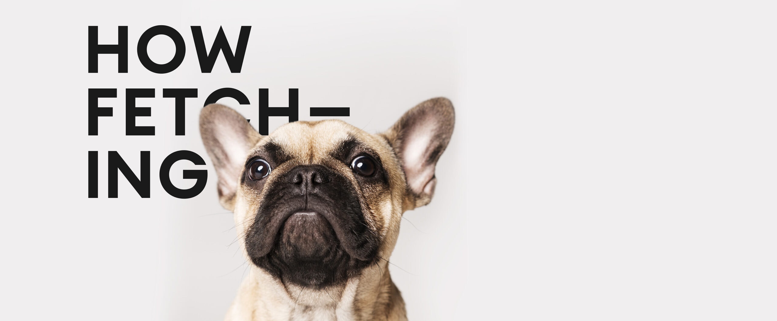 Holler Dog Boutique Tagline
